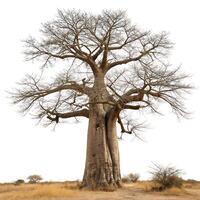Majestic baobab tree standing in a dry landscape, its leafless branches forming an intricate pattern, isolated on white, emphasizing its resilience photo