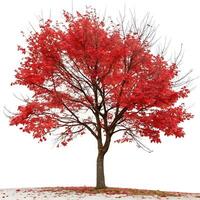 A red maple tree with fiery red leaves standing alone on a white background, ideal for autumn, fall season, and nature related themes photo