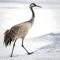 A striking crane bird with red crown and slender legs, walking elegantly in the snow, isolated on a white background photo