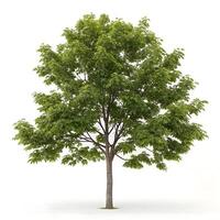 Fresh green hickory tree with a full canopy, showcasing dense leaves and a strong trunk, isolated on a white background for a clean, natural look photo