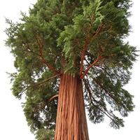 A large tree with a large trunk and a lot of leaves photo