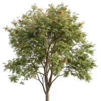 Mountain ash tree with vibrant green leaves and clusters of red berries, standing tall against a clean white background for a fresh, natural look photo