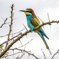bee eater with its bright, colorful feathers and distinctive features, perched on a branch, against a clean white backdrop photo