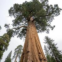 Sequoia tree with impressive height and thick bark, photographed from the base, showcasing the grandeur of nature against a clean white backdrop photo