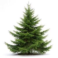 spruce tree, the vibrant green needles extend from a strong trunk, captured in full sunlight with no background distractions photo