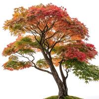 Stunning Japanese maple with a mix of red and green leaves in autumn, isolated against a bright white background highlighting its beauty photo
