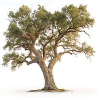 An elegant cork oak tree with twisting branches and rich green leaves, set against a clean white background, symbolizing strength and nature photo