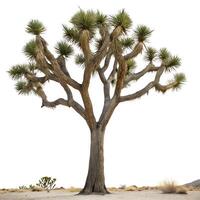 A solitary Joshua tree amidst the desert landscape, featuring its unique branching structure and sparse surroundings under soft natural light photo