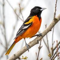 A Baltimore oriole resting on a tree branch, its black and orange feathers standing out against the soft white backdrop, in vivid detail photo