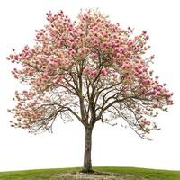 A stunning tulip tree with bright pink blossoms and budding green leaves, standing tall and isolated on a pure white backdrop to showcase its elegance photo