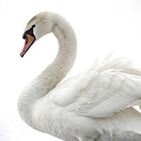 A stunning portrait of a white swan with an elongated neck and soft plumage, exuding grace and tranquility against a bright, clean background photo