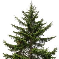 Sitka spruce tree with a clear white background, showcasing the sharp green needles and well defined branches for outdoor and forest imagery photo