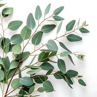 Eucalyptus tree with slender branches and smooth, aromatic leaves standing alone against a pure white background, symbolizing freshness photo