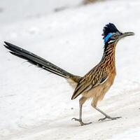 roadrunner bird with striking blue head crest and feathers, perched on a snowy surface, set against a pristine white background photo