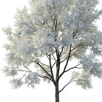 Beautiful winter scene with a silver maple tree covered with white snow and bare branches on a bright white background, symbolizing winter photo