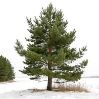 A full frame image of a pine tree with detailed needles and branches, isolated on a white background to highlight its natural beauty photo