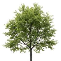 Tall alder tree with dense green foliage and a sturdy trunk, isolated on white, perfect for environmental, botanical, and landscaping concepts photo