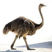 Majestic ostrich standing tall and walking with elegance, surrounded by a simple white backdrop to emphasize its size and form photo