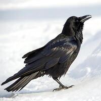A blackbird with bright yellow beak and dark plumage, standing on snow with a soft, clean white background highlighting its features photo