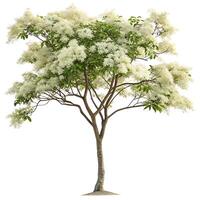 A beautiful umbrella tree with a wide canopy of lush green leaves, showcasing its elegant, symmetrical structure on a clean white backdrop photo