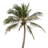 Exotic palm tree with large, vibrant leaves and a simple, elegant shape, captured against a clean white background to highlight its tropical appeal photo
