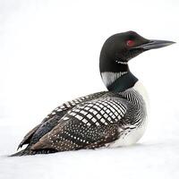 Beautiful loon resting on snow, displaying its distinctive black and white feathers and vivid red eyes, captured in sharp focus photo
