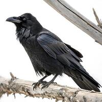 Raven with glossy black plumage sitting on a branch, showcasing its powerful build and sharp features, isolated on a white backdrop photo