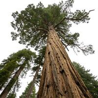 Powerful coast redwood tree viewed from the base, highlighting its massive trunk and rich green canopy against a simple white backdrop photo