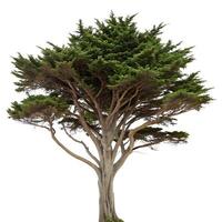 A unique and striking cypress tree silhouette with curving branches against a plain white backdrop, capturing the essence of nature photo