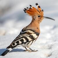 Close up of a hoopoe bird with a colorful crest, walking on snow, highlighting its distinct black and white feathers and sharp beak in a serene winter landscape photo