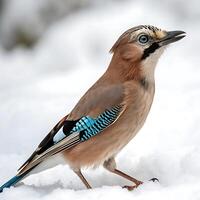 Majestic Eurasian jay bird standing in the snow, highlighting its colorful blue feathers, crisp black markings, and distinct profile in a minimalistic winter setting photo