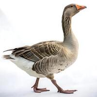 Close up of a goose walking gracefully with a proud posture, showcasing its unique feathers and long neck against a bright white background photo