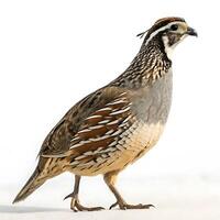 A beautiful quail with detailed feathers and a crest standing in profile, isolated on a white background with its characteristic posture photo