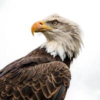 Profile view of a bald eagle perched proudly, highlighting its distinctive white head, powerful beak, and strong feathers photo