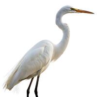 Elegant white egret bird standing in profile with a long slender neck against a clean white background for wildlife and nature imagery photo