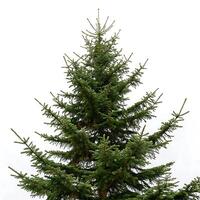 A stunning image of a spruce tree, lush green foliage, reaching for the sky, isolated against a clean white background for a fresh look photo