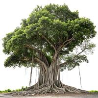 Lush banyan tree with hanging vines and thick branches, isolated on white, perfect for showcasing biodiversity and ecological importance photo