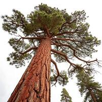ponderosa pine tree showcasing its large trunk, spreading branches, and fresh green pine needles, standing tall with a white background photo