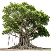 Towering banyan tree with an elaborate root system and spreading canopy, isolated on white, highlighting its role in tropical ecosystems and biodiversity photo