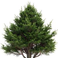 A large evergreen tree is shown on a white background photo