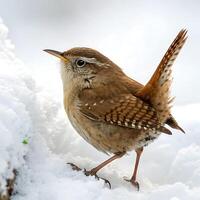 Beautiful wren in winter, perched delicately on a branch with its tail raised, highlighting the birds fine feathers and winter habitat photo