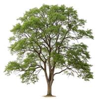 Detailed black locust tree standing alone against a white background, emphasizing its intricate branch network and vibrant summer foliage photo