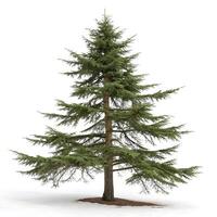 Isolated cedar tree in full view, displaying strong trunk and balanced branches with lush greenery against a white background photo