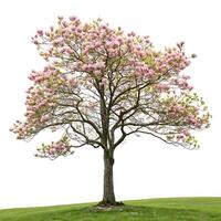 A vibrant tulip tree in full bloom with soft pink flowers and fresh green leaves, set against a white background to highlight its delicate beauty photo