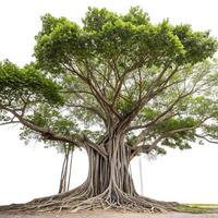 Scenic banyan tree with cascading aerial roots and a vast canopy, isolated on white, emphasizing its tropical beauty and organic complexity photo