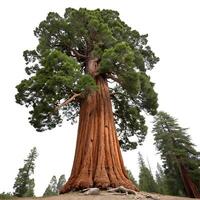 Majestic giant sequoia tree towering over a snowy landscape, showcasing its impressive height and rugged bark in the wilderness of nature photo