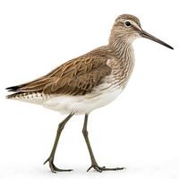 Sandpiper bird in sharp focus walking across the snowy landscape, highlighting its elegant form and natural beauty photo