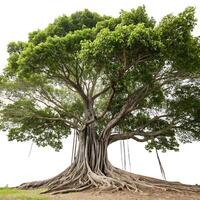 Ancient banyan tree with thick, twisting roots and widespread branches, isolated on white, highlighting its resilience and unique growth pattern photo