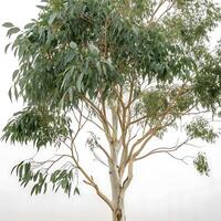 Elegant eucalyptus tree with long green leaves and smooth bark, standing in isolation against a soft white background, exuding serenity photo