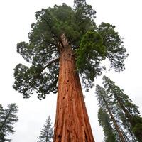 A towering redwood tree with its broad trunk and towering branches, captured from ground level to emphasize its grandeur and natural beauty photo